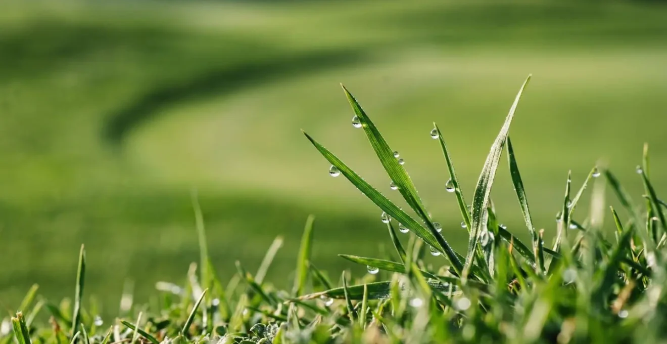 Close-up view of golf fairway grass with gentle curves and natural fractal patterns in soft morning light